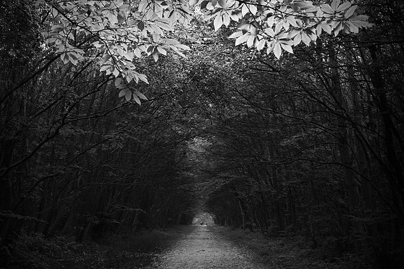 woods 5