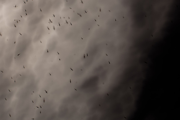 100315#71