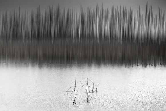 reeds