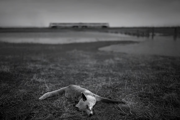Fox and train