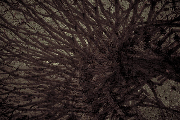 tree #10