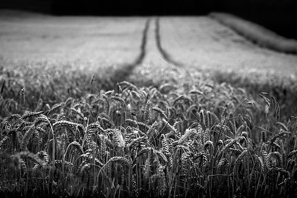 Wheat 2