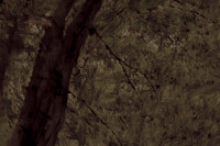 tree #9