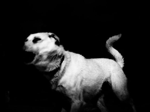 dog #140