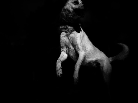 dog #139