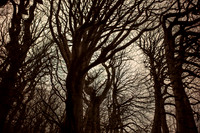 trees #16