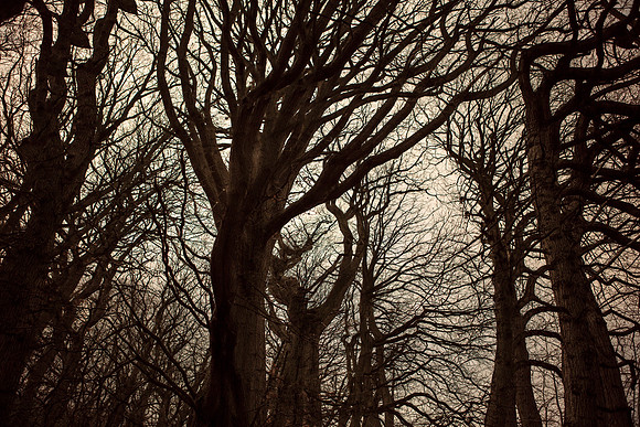 trees #16