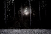 winter forest #4