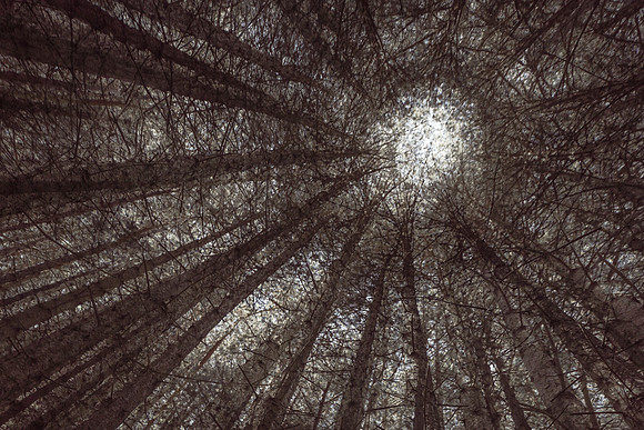 forest 11 #485