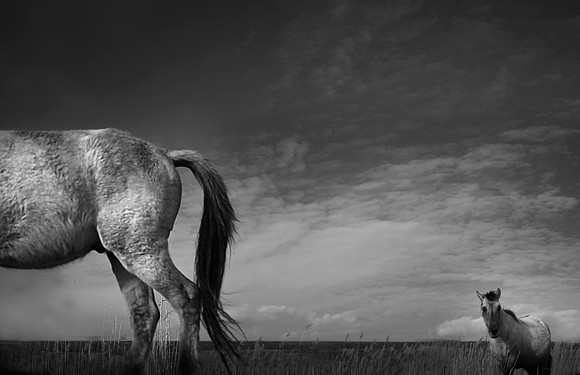 Wild horses 24