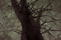 tree #7