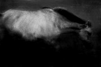 wild horses #8