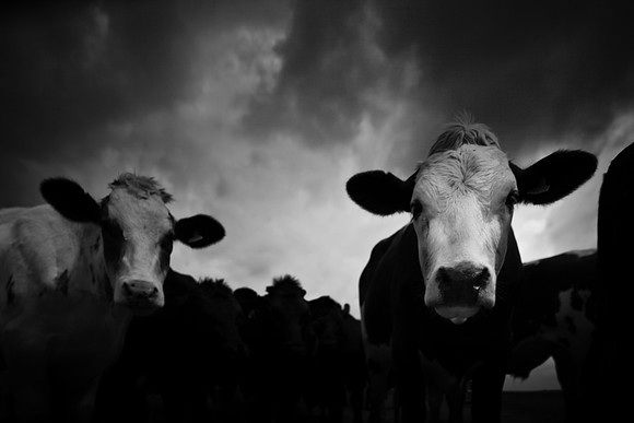 bull 8