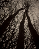 trees #20