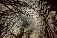 trees #15