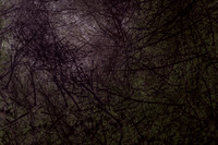 trees 15 #79