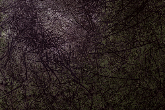 trees 15 #79