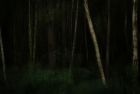 forest 12 #24
