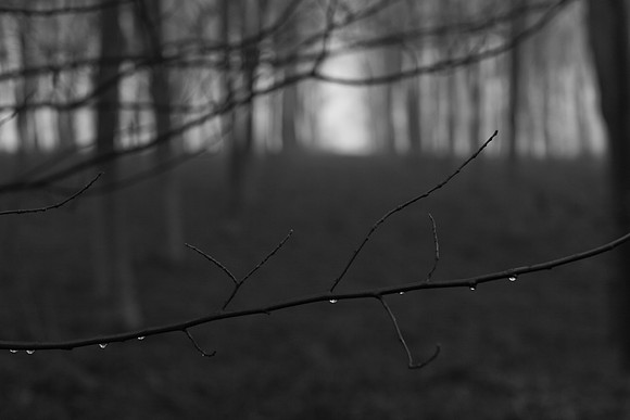 woods 2