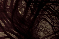 tree #1