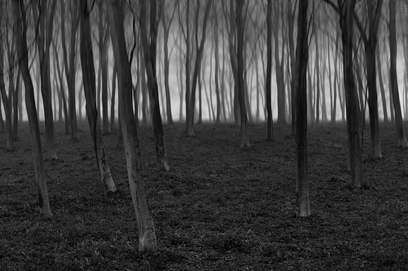 woods 3