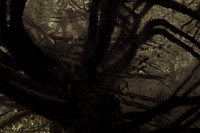 tree #2