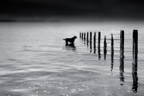 Black dog 2
