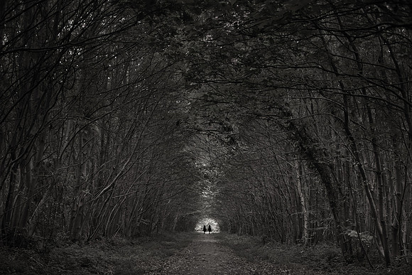 woods 6