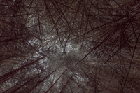 trees 11 #196