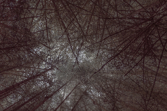 trees 11 #196