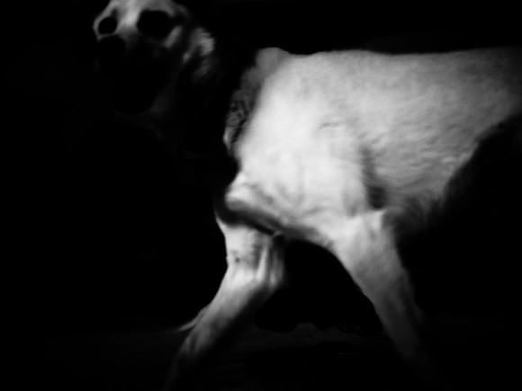 dog #126