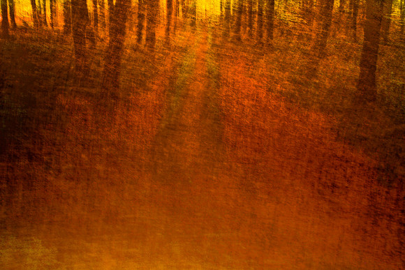 forest 1