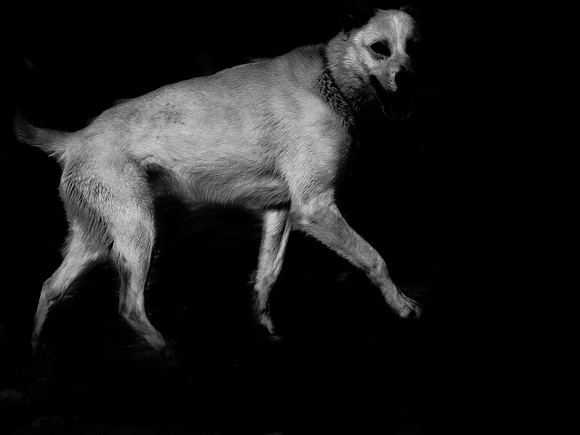 dog #3