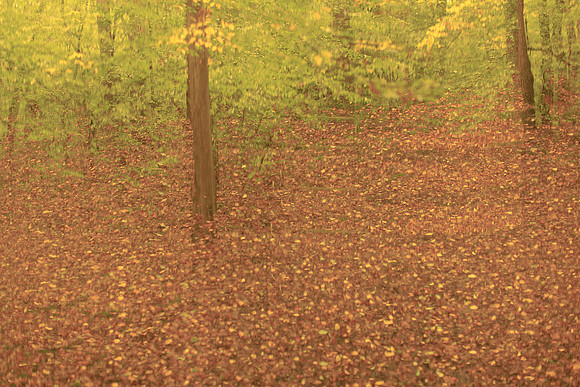 trees 16 #88