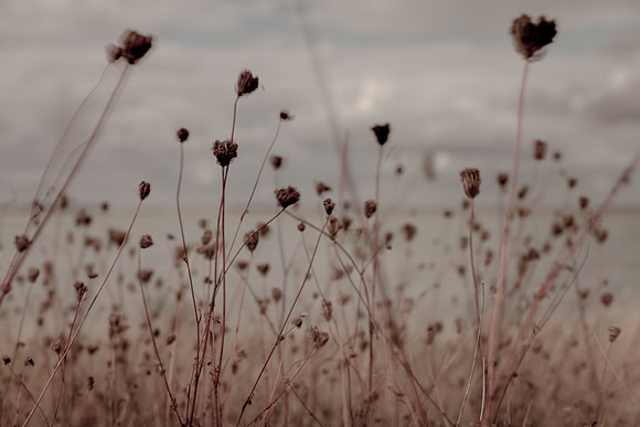 riverbank #9