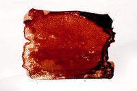 blood on paper 2