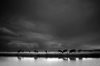 Cows