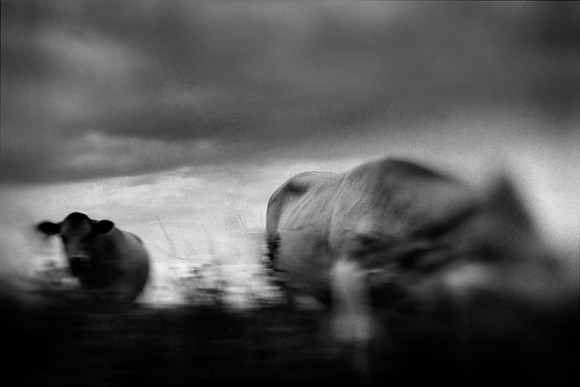 2011-07-21 cows-20-5