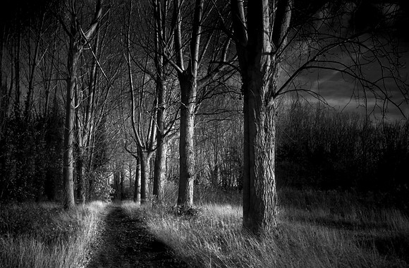 Into the woods 2