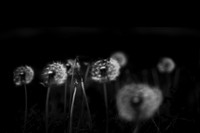 shadows #8