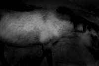 wild horses #14