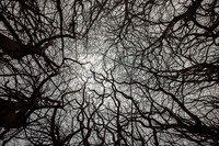 trees #14
