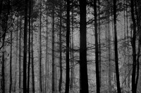 trees 42 #222
