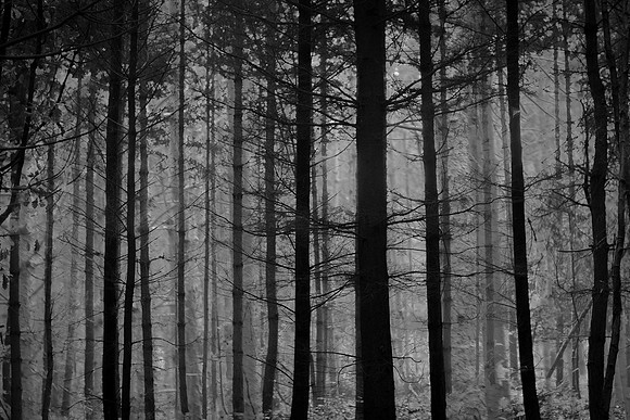 trees 42 #222