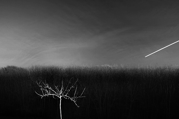 Orchard 1
