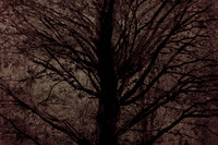 tree #8