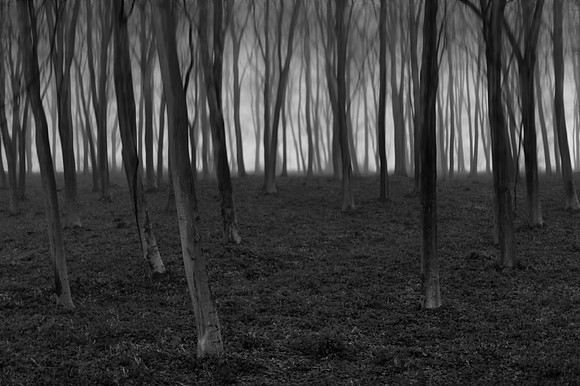 woods 3